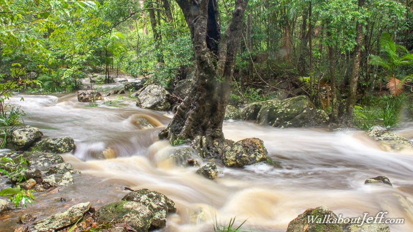 Rainforest creek in flood