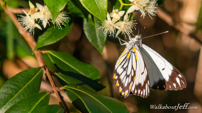 Caper white butterfly