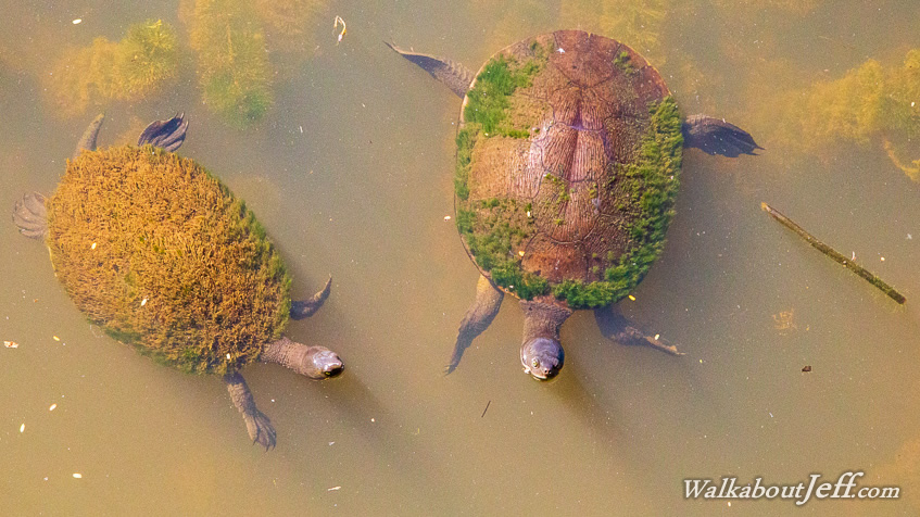 Turtles at North Lakes