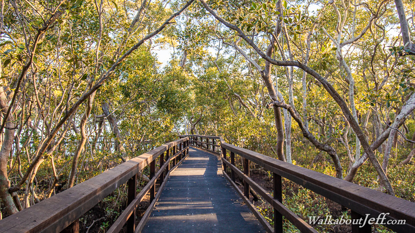 Boardwalk through mangroves