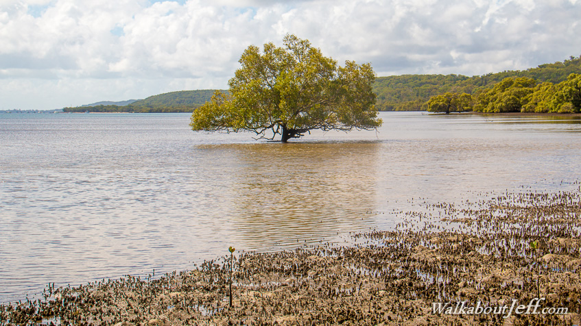 Solitary mangrove