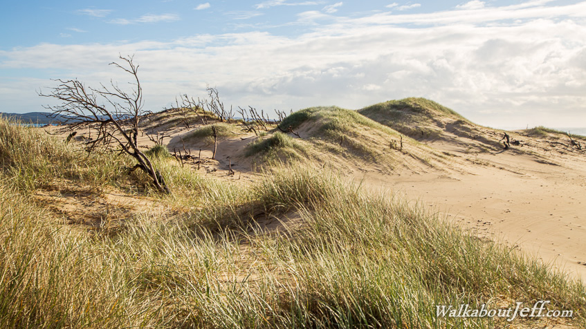 Windswept dunes