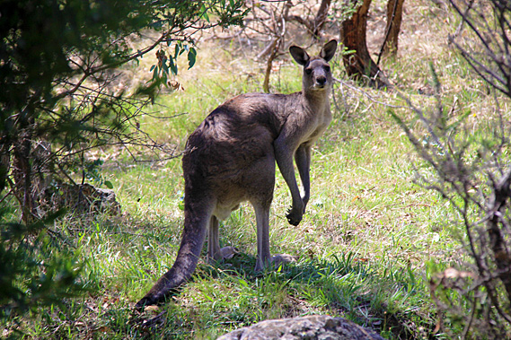 Kangaroo near Aboriginal memorial
