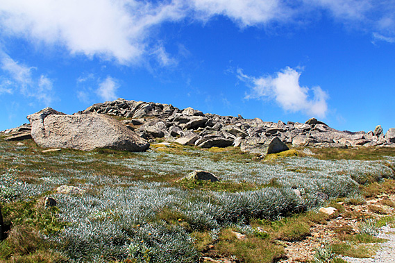 Alpine heath and rocks