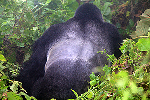 The silverback moving through the jungle