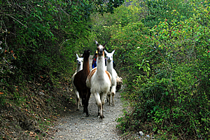 Alpacas on the trail 