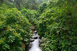 Stream running through Marangu