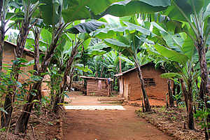 Banana trees amongst the village