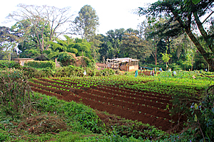 Hotel vegetable garden