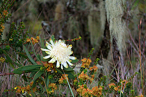 Flower at Maundy Crater