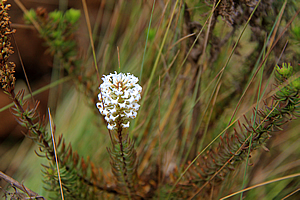 Small flower in the heathland