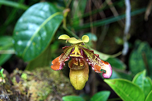 Slipper orchid 