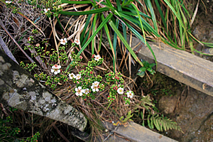 Flowers growing on the steps 