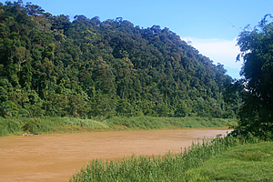 Kinabatangan River