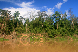 Bank of the Kinabatangan