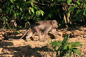 Silver leaf monkey 