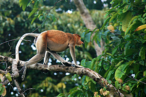 Proboscus Monkey