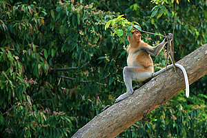 Proboscus Monkey