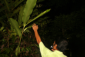 Exploring the jungle