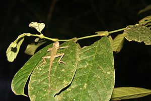 Gecko