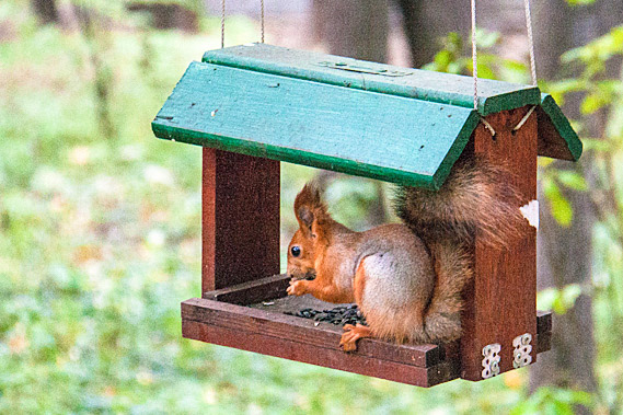 Squirrel in feeder