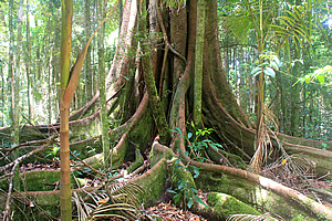 Big tree 