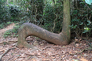 Strangely bent tree 
