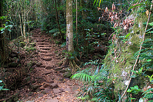 Track ascending the forest
