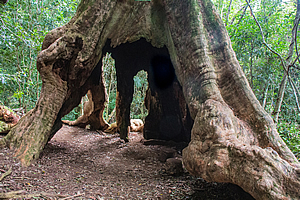 The Wishing Tree