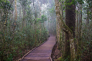 Boardwalk through the misty forest