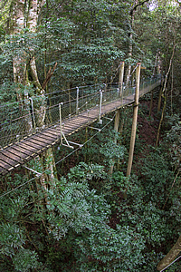 Elevated boardwalk