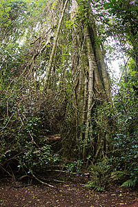 Tall strangler fig
