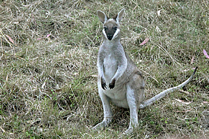 Wallaby