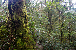 Antarctic beech forest