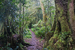 Antarctic beech forest
