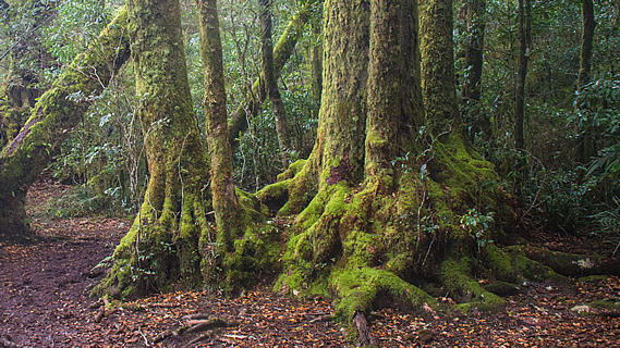 Gondwana Forest on the Crater Rim