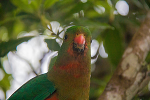 King Parrot 