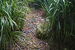 Bowerbird's bower 