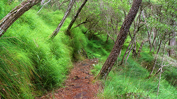 Binna Burra