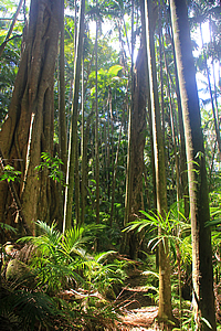 Forest in Palm Grove