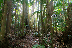 Forest in Palm Grove