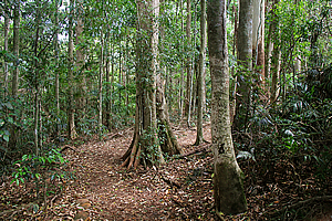 Forest near Curtis Falls