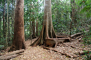 Forest near Curtis Falls