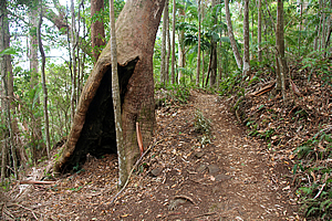 Forest in Witches Falls