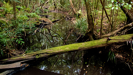 Forest she single-handedly protected