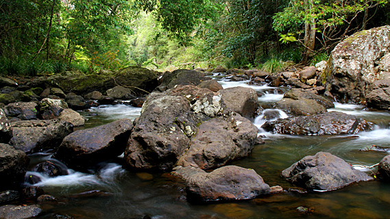 Two creeks of the prehistoric forest