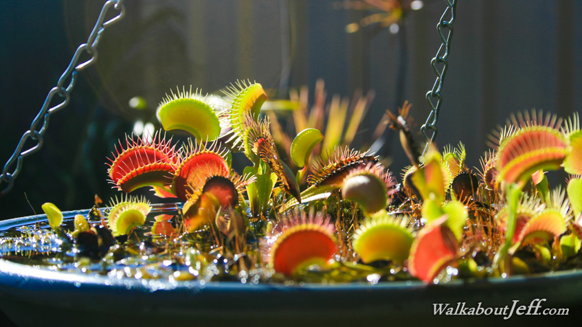 Venus flytraps