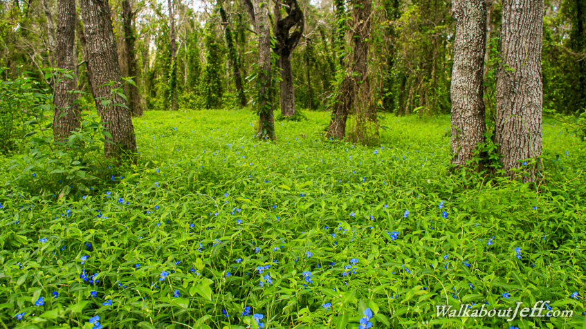 Field of flowers in the wetland