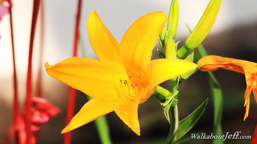 Flower at the Marangu Hotel