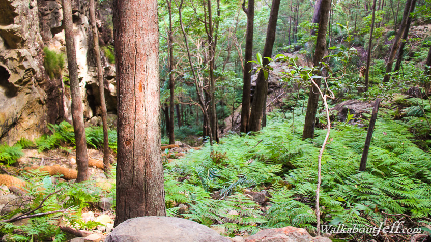 Forest on Mount Ngungun
